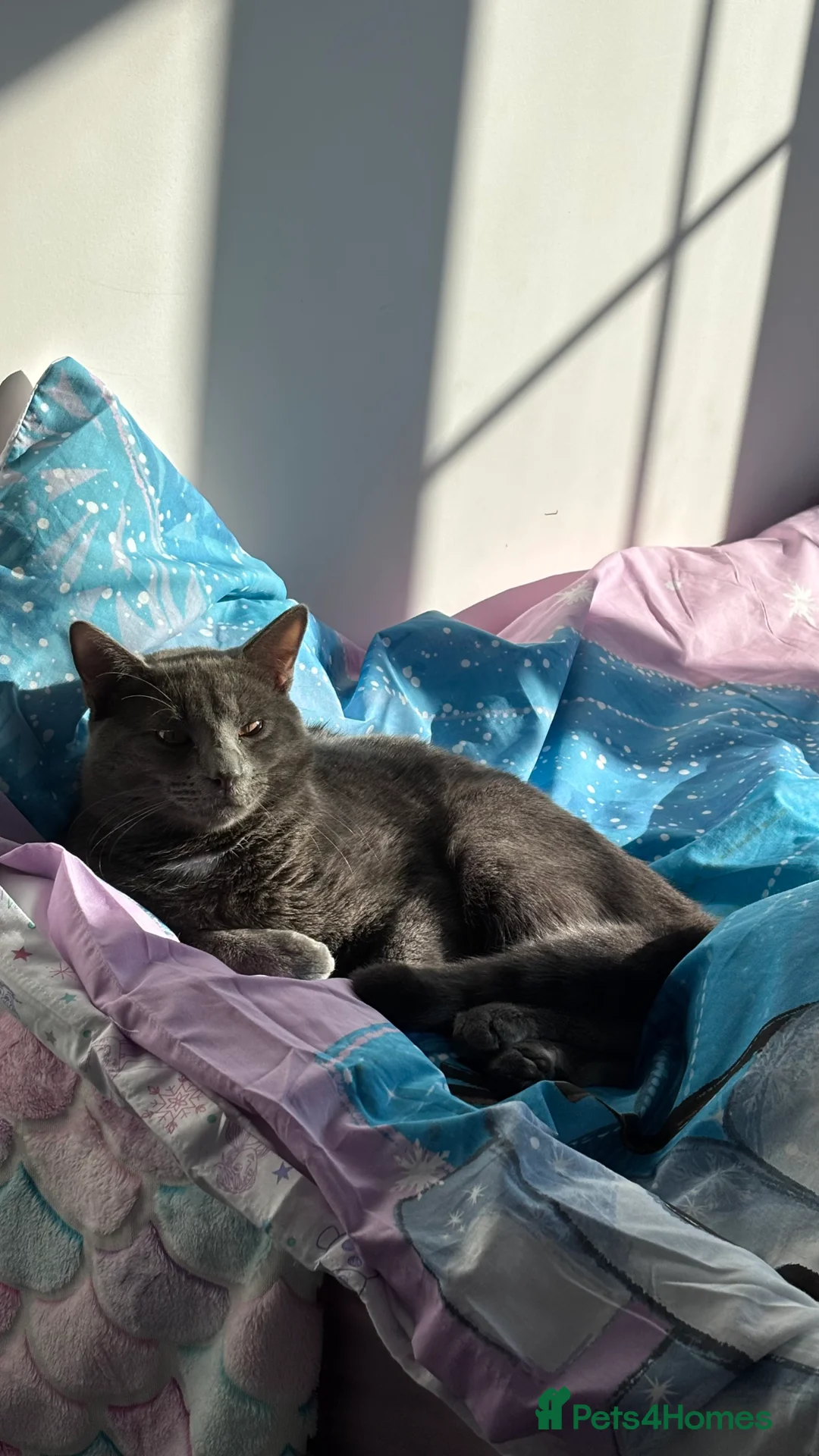 British Shorthair cats for sale: Loving British Short Hair Cat in Ashford - Advert 1