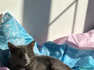 British Shorthair cats Loving British Short Hair Cat - Advert 1