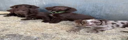 Cocker Spaniel dogs for sale: Cocker Spaniel Puppies  - Advert 11