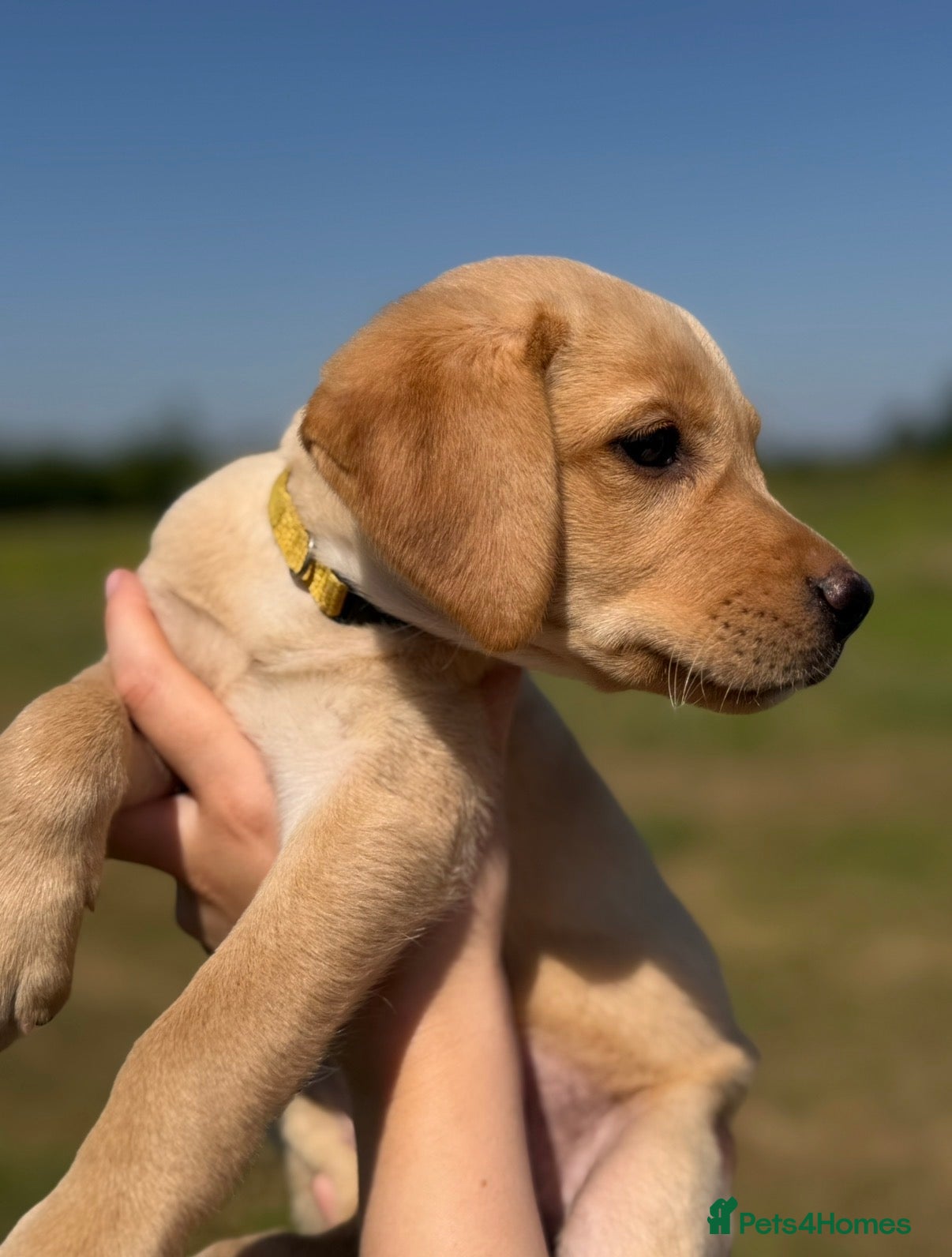 Labrador Retriever dogs Labrador Puppies - Advert 1