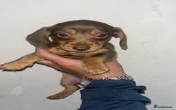 Dachshund dogs for sale: 🐾Dachshund puppies for sale 🐾 - Image 5
