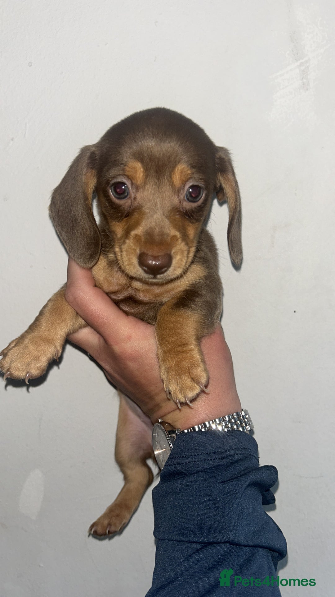 Dachshund dogs for sale: 🐾Dachshund puppies for sale 🐾 - Image 5