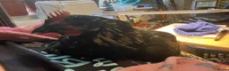 Mixed Breed birds for sale: URGENT HOME REQUIRED - Advert 3
