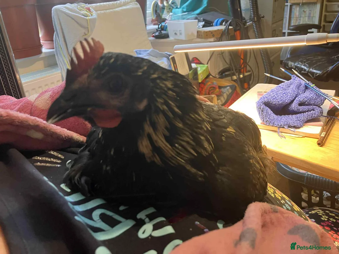 Mixed Breed birds for sale: URGENT HOME REQUIRED - Advert 3