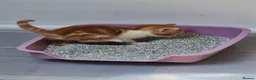 Mixed Breed cats for sale: Handsome Ginger Boy & Adorable Calico Girl - Advert 17