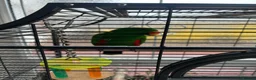 Parrots birds for sale: Silly tame, healthy Eclectus boy - Advert 14