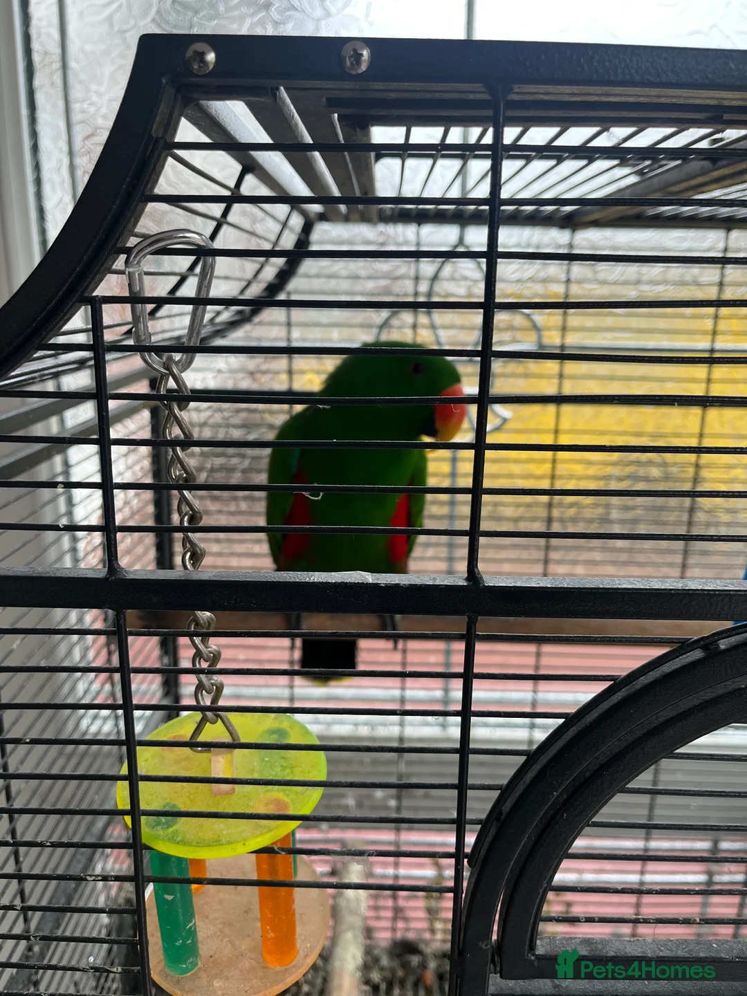 Parrots birds for sale: Silly tame, healthy Eclectus boy - Advert 14
