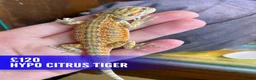 Bearded Dragon reptiles for sale: Baby dragons 1 month old  - Advert 7
