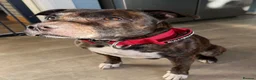 Staffordshire Bull Terrier dogs for stud: Staffy for stud  in Rotherham - Advert 4