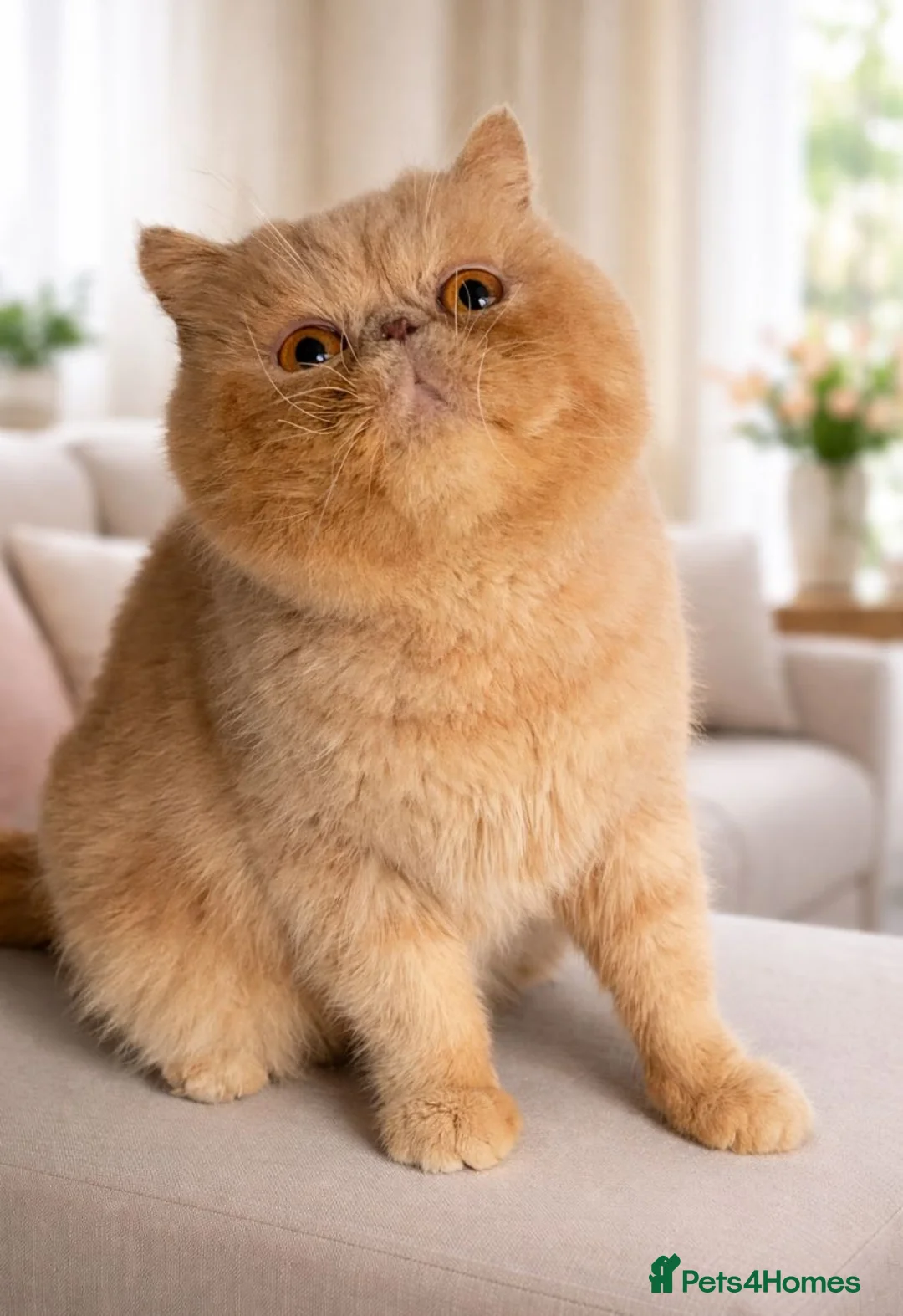 Persian cats for sale: STUNNING  PERSAINS  - Advert 2