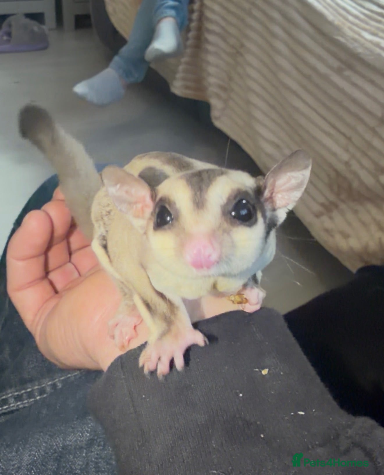 Mixed Breed reptiles for sale: Unrelated breeding pair sugar gliders  - Advert 5