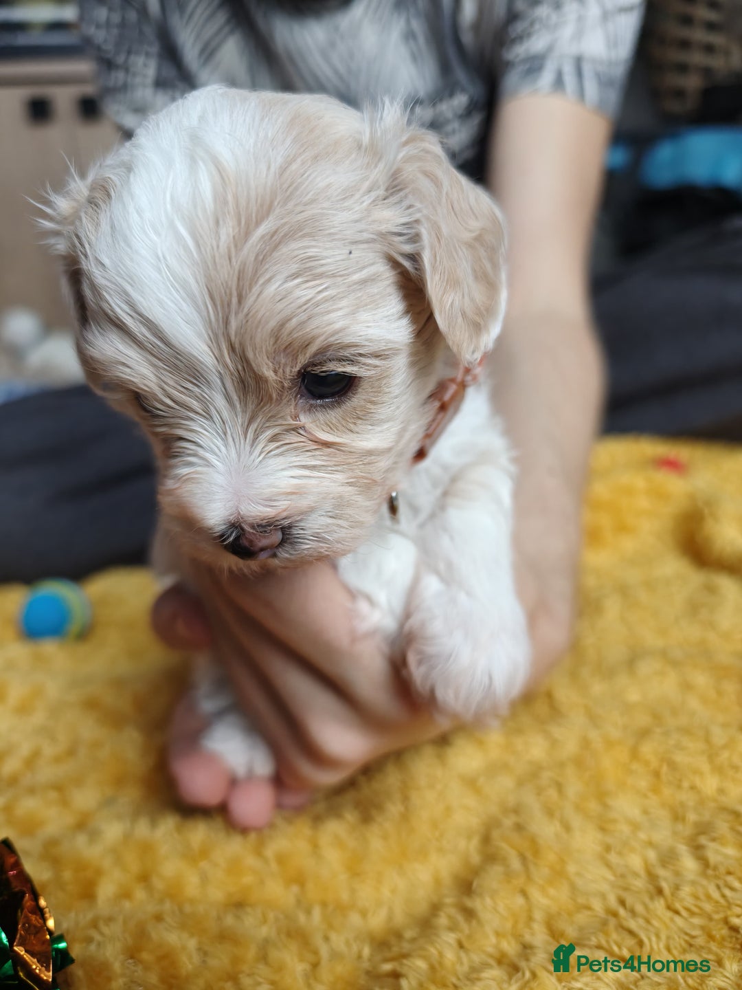 Maltipoo dogs for sale: F2 Mini Maltipoo,Toy size 4 boys - Image 12
