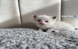 Ragdoll cats for sale: Five Beautiful Pure Breed Ragdoll Kittens🤍 - Image 22