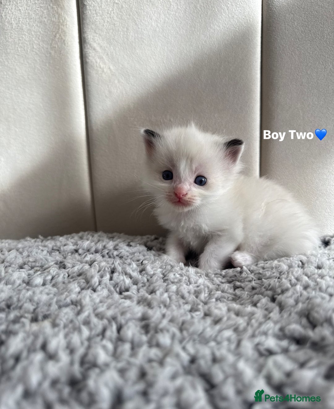 Ragdoll cats for sale: Five Beautiful Pure Breed Ragdoll Kittens🤍 - Image 22