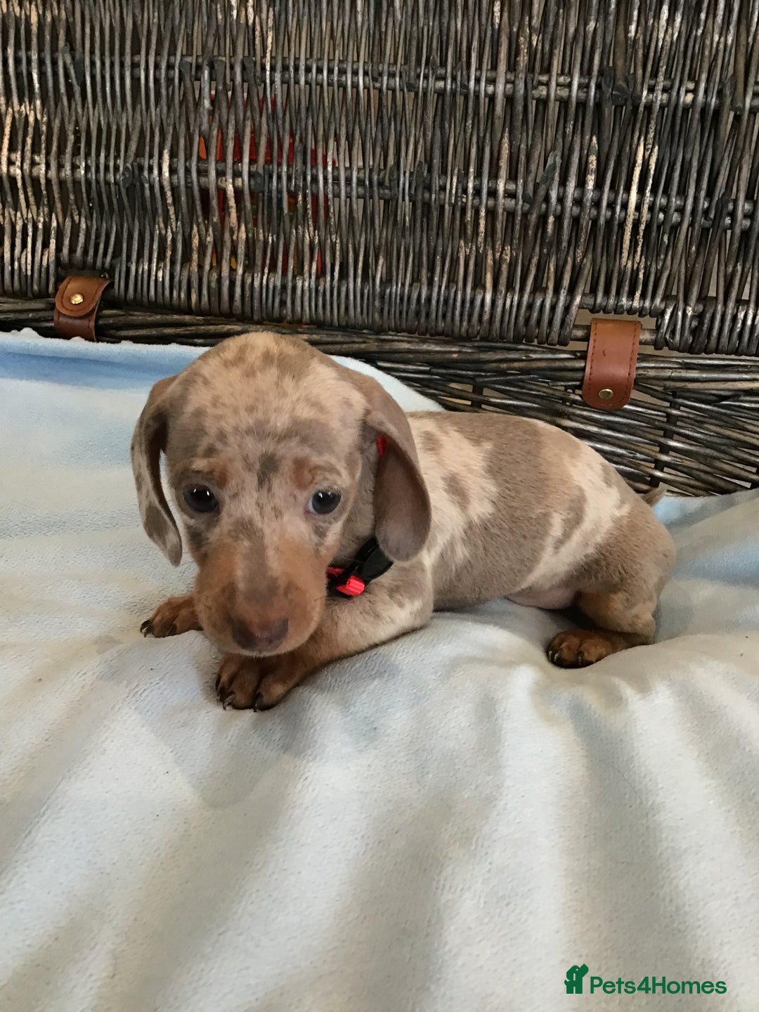 Miniature Dachshund dogs for sale: KC Miniature Dachshund 1 Choc & Isabella Dapple!!! - Advert 17