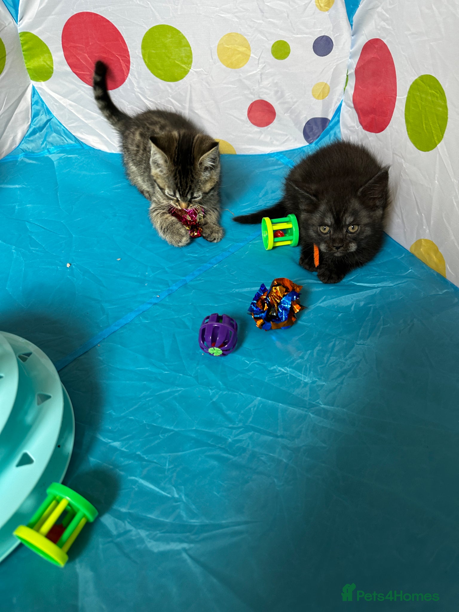 Mixed Breed Kitten 4 (Pink)