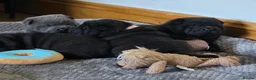 Mixed Breed dogs for sale: ChowPei Pups - Advert 2