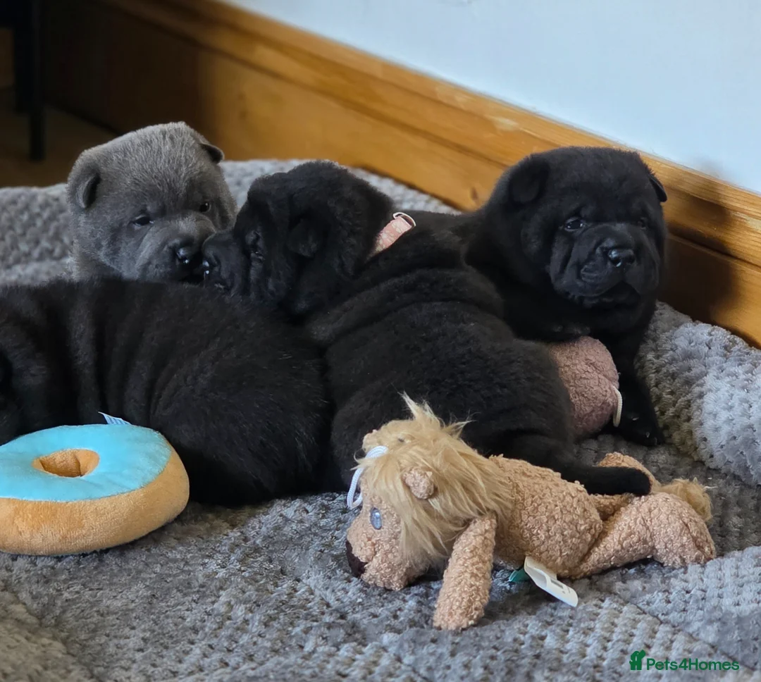 Mixed Breed dogs for sale: ChowPei Pups - Advert 2