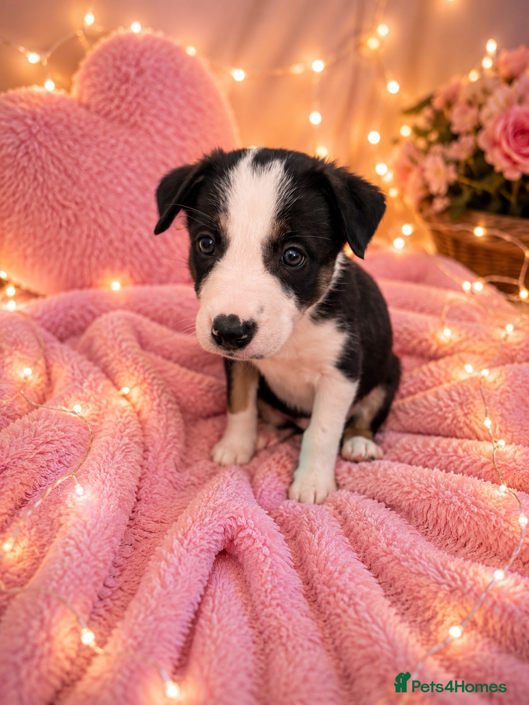 Border Collie dogs 3 gorgeous girlies left  🐾🥹 - Advert 10