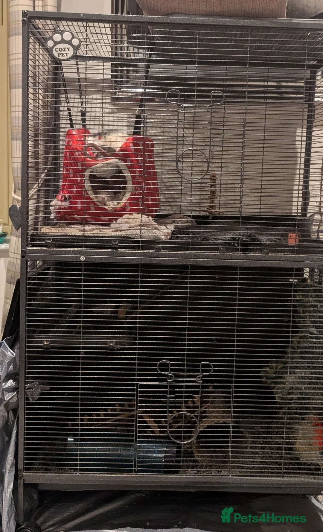 Rat rodents for sale: REHOMED  - Advert 4