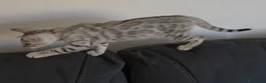 Bengal 1