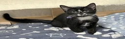 Mixed Breed cats for sale: four gorgeous kittens available to go now  - Advert 7