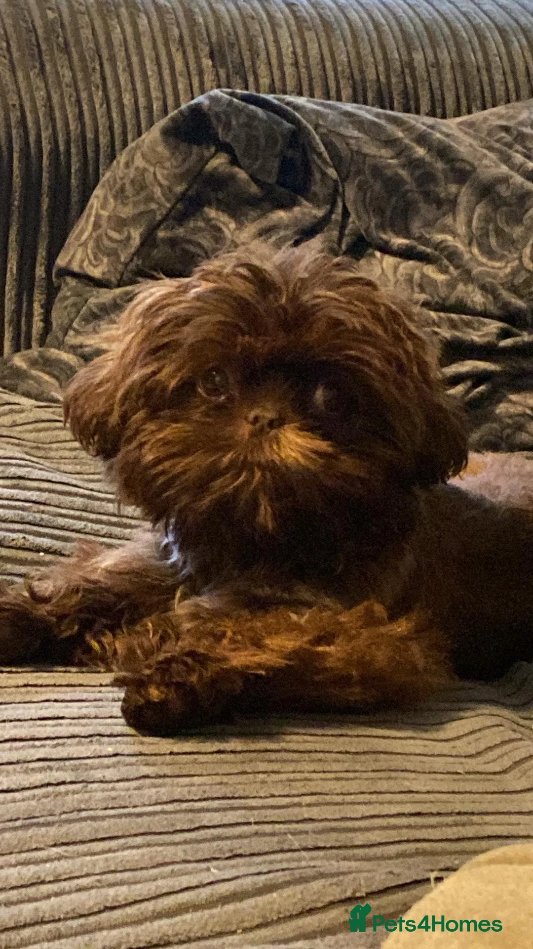 Shih Tzu dogs for sale: Stunning litter colours 😍 Imperial Shihzu babies  - Advert 9