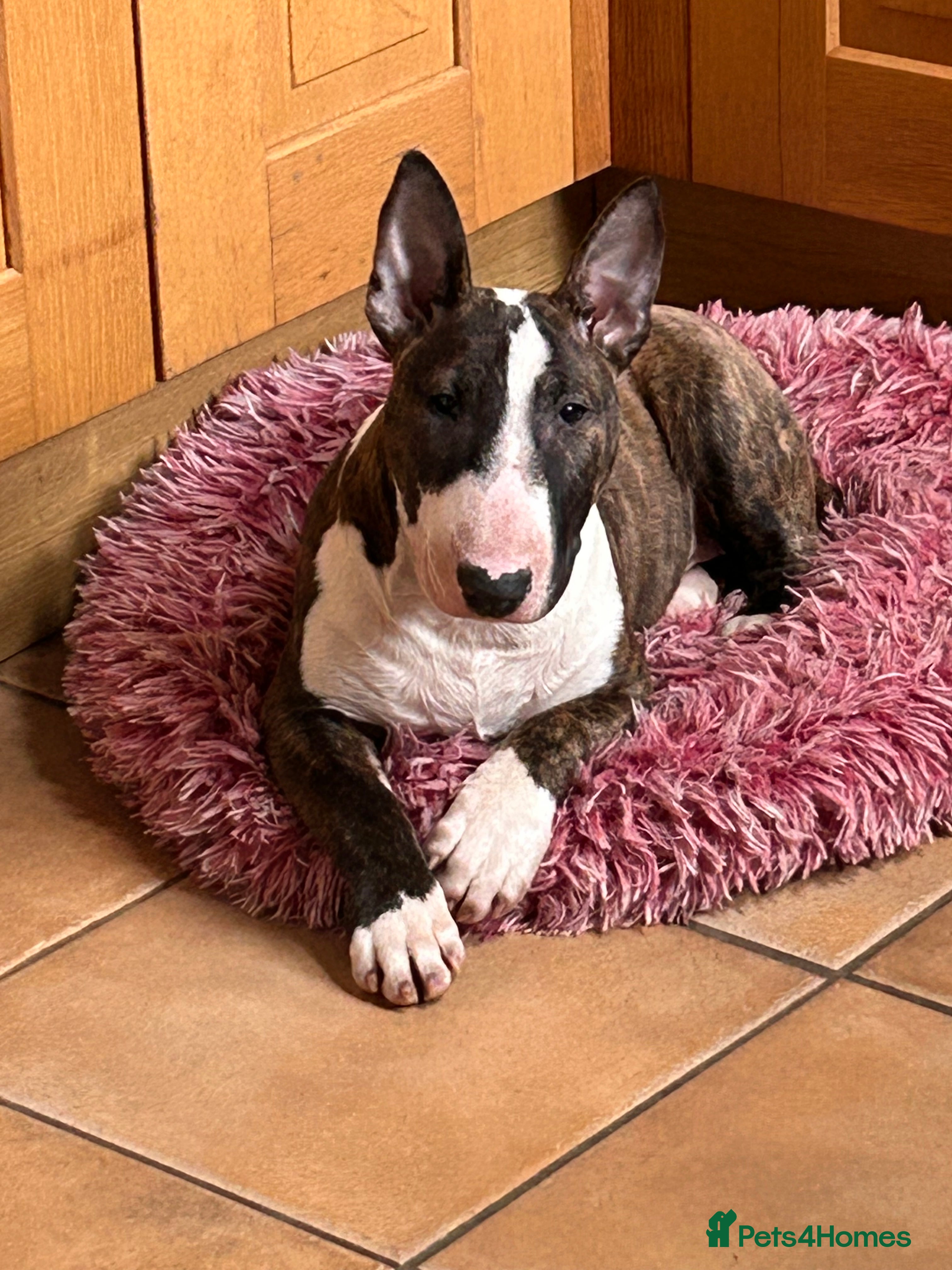 English Bull Terrier dogs English bull terrier puppy bitch for sale - Advert 4