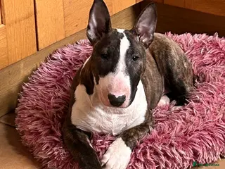 English Bull Terrier dogs English bull terrier puppy bitch for sale - Advert 4