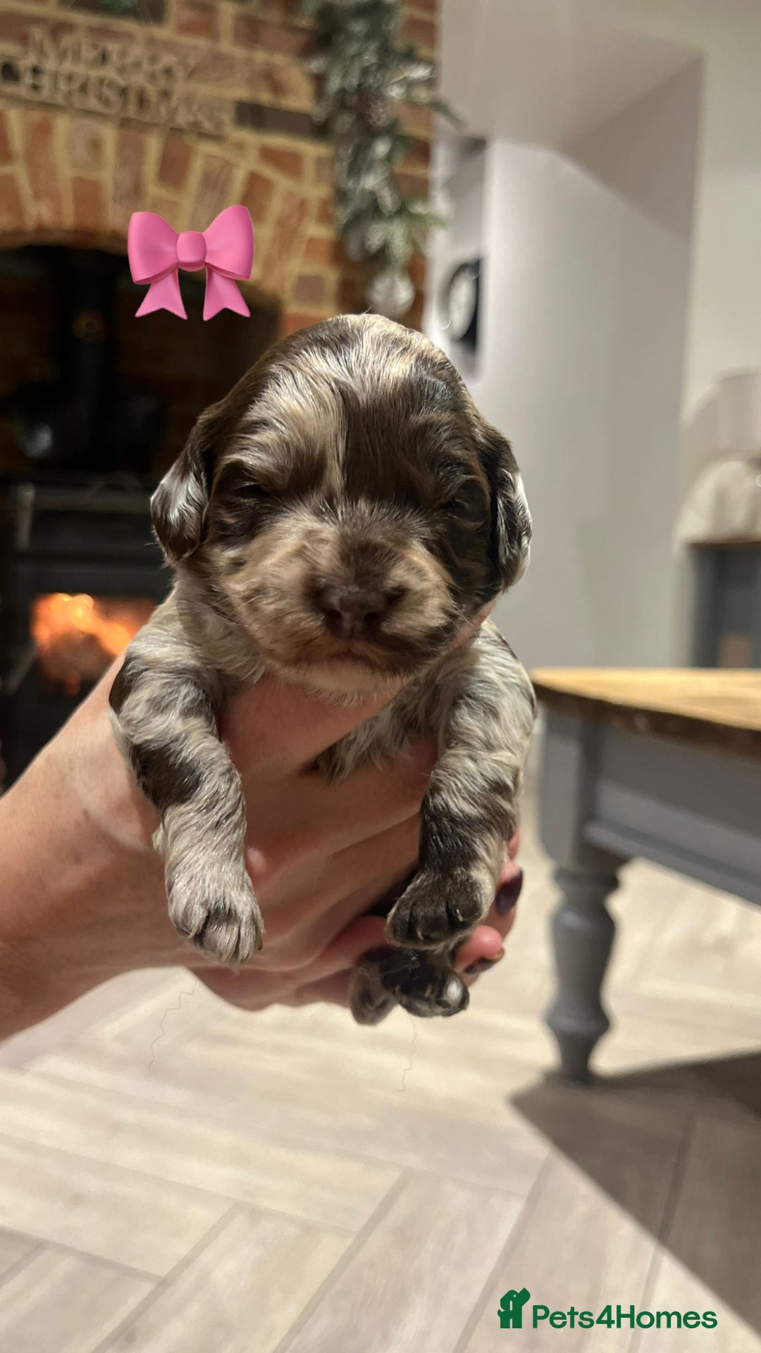 Cockapoo dogs for sale: F1b Toy Cockapoo Merle, Apricot, cream and Black  - Advert 7