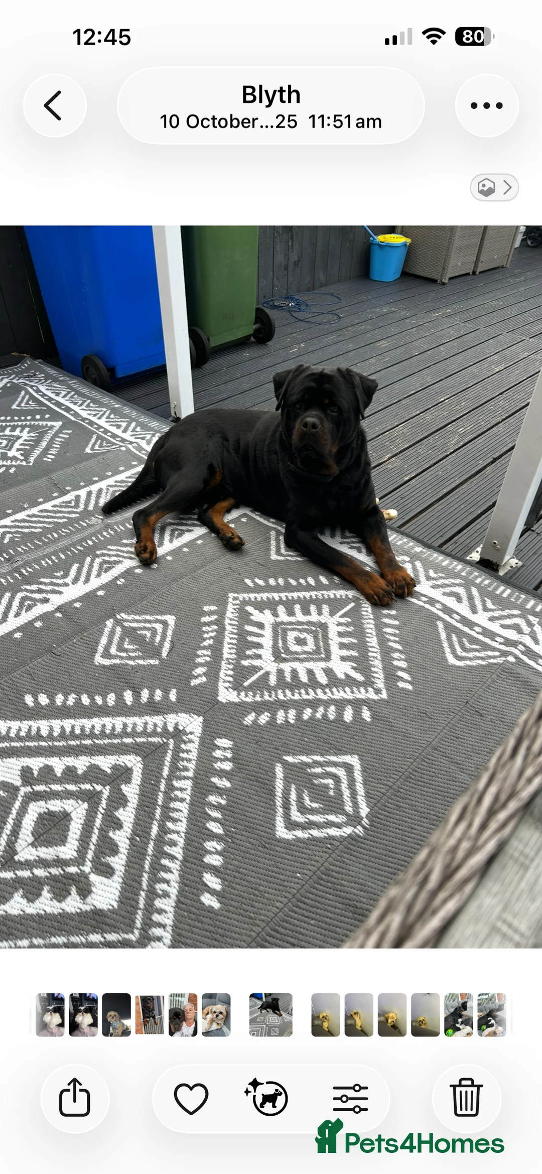 Rottweiler dogs for sale: Rottweiler in Blyth - Advert 2