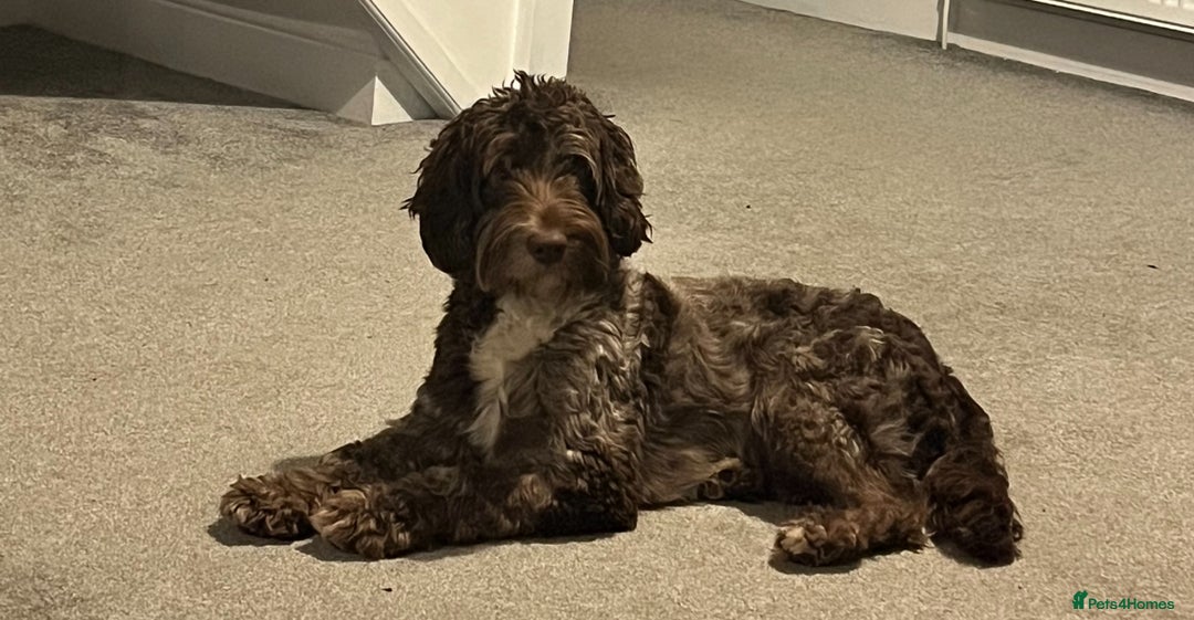 Cockapoo dogs for sale: Cocker Spaniel x Cockapoo Puppies - Advert 3