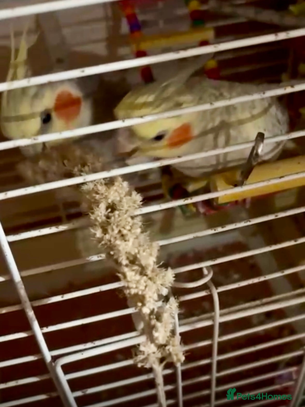 Cockatiels birds 2 Cockatiels for sale  - Advert 1