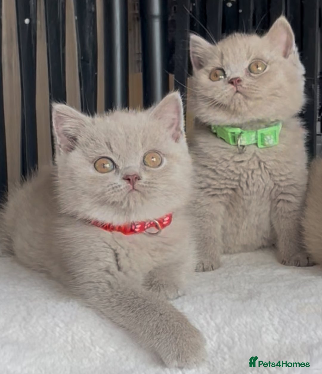 British Shorthair cats for sale: Beautiful Lilac BSH champion Line kittens - Image 15