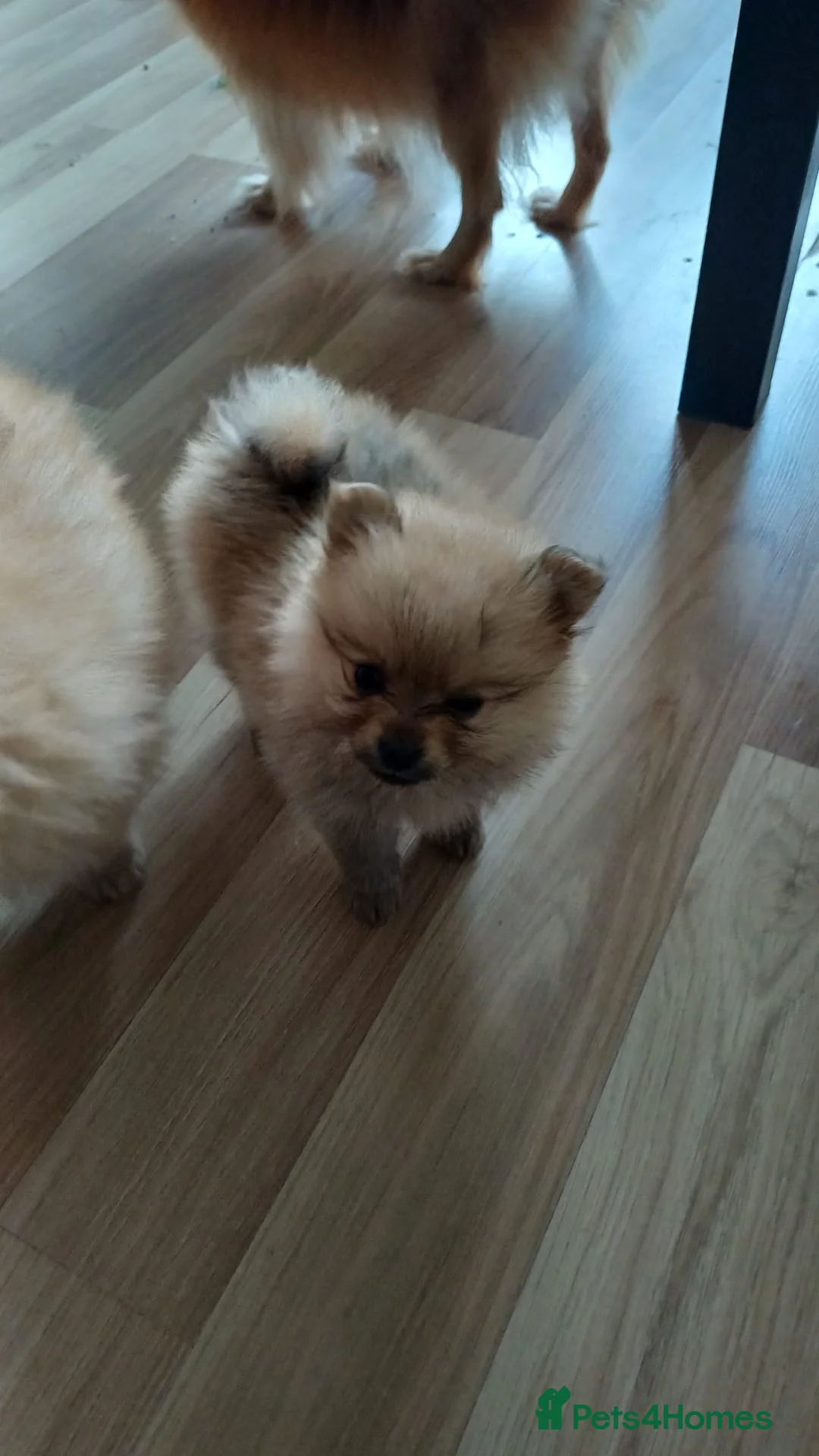 Pomeranian dogs for sale: Beautiful pure Pomeranian girls 🥰🐾🐾 in Skelmersdale - Advert 4