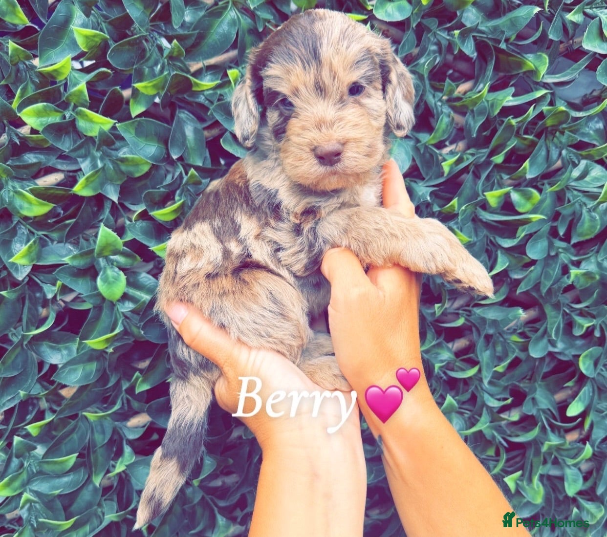 Cockapoo dogs 🤎🐶🐾 Beautiful F1 cockapoo puppies🐾🐶🤎 - Advert 1
