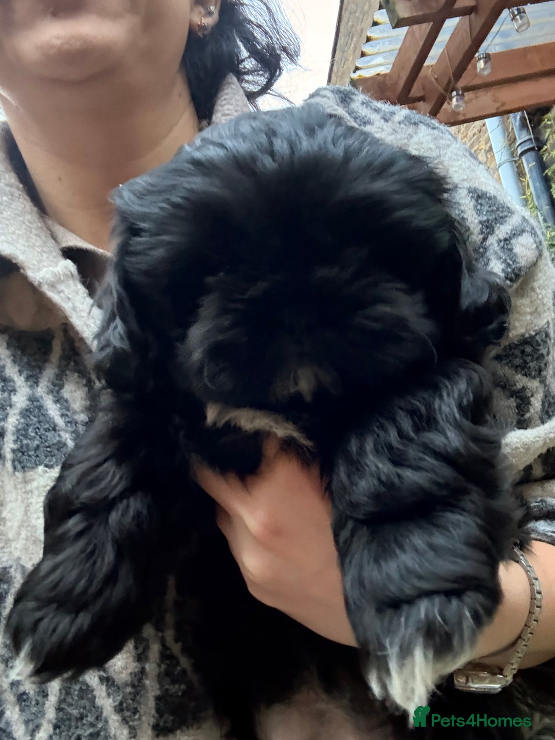 Shih Tzu dogs for sale: Stunning Male Shih Tzu Ready For New Home  - Advert 6
