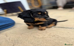 Miniature Dachshund dogs for sale: Miniature Dachshunds Vaccinated and Ready to leave in Harlow - Image 7