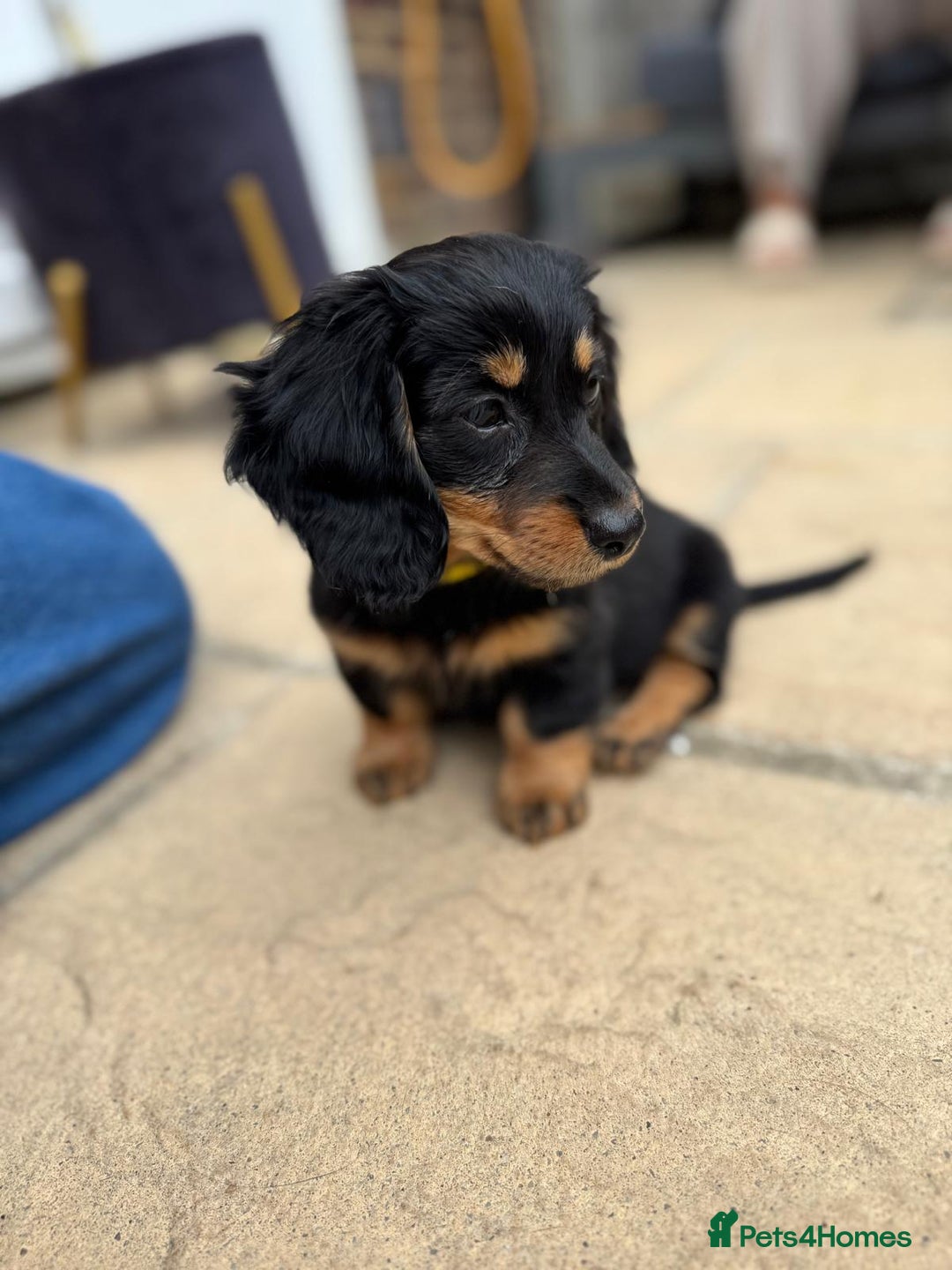 Miniature Dachshund dogs for sale: Miniature Dachshunds Vaccinated and Ready to leave in Harlow - Image 7