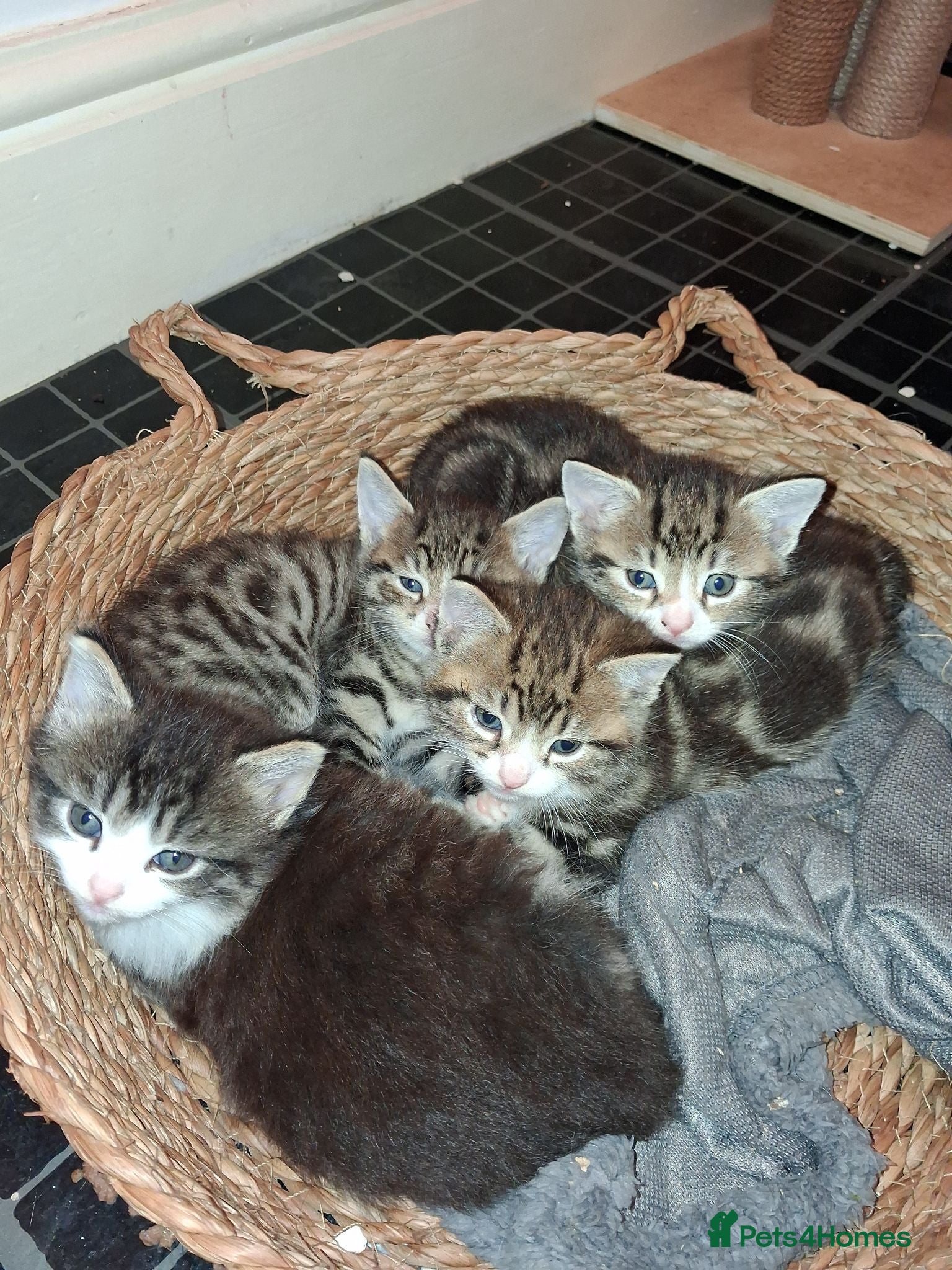 Mixed Breed cats Kittens for sale  - Advert 8