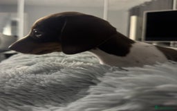 Miniature Dachshund dogs for sale: Four beautiful miniature dachshund girls - Advert 24