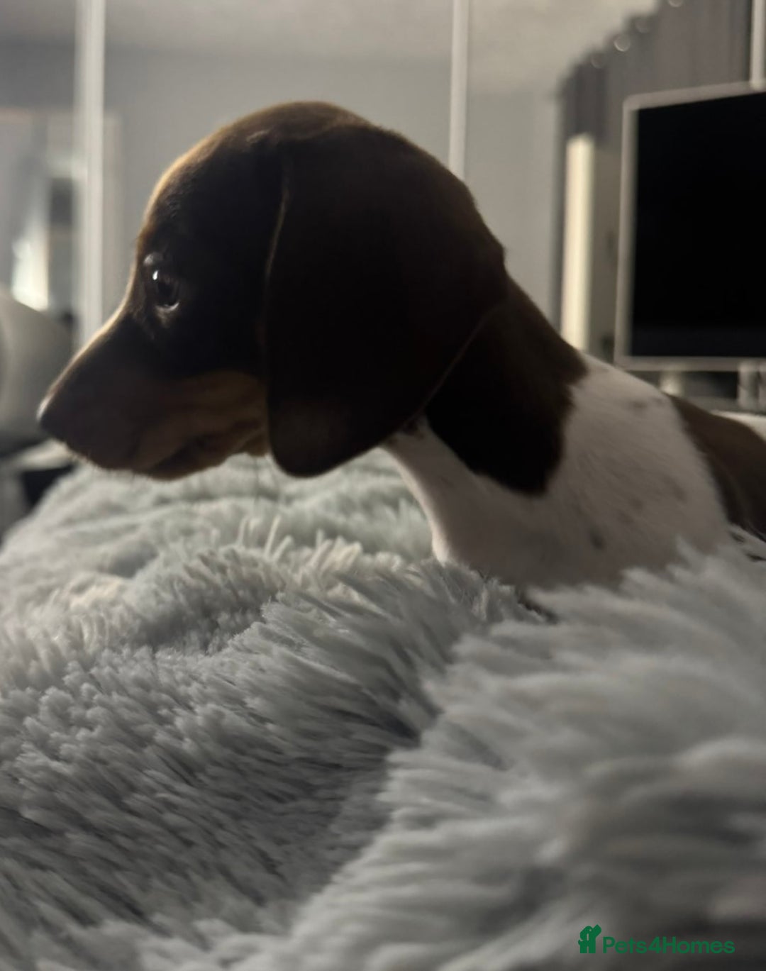 Miniature Dachshund dogs for sale: Four beautiful miniature dachshund girls - Advert 24