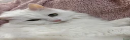 Turkish Angora cats for sale: Stunning white Angora female cat - Advert 3