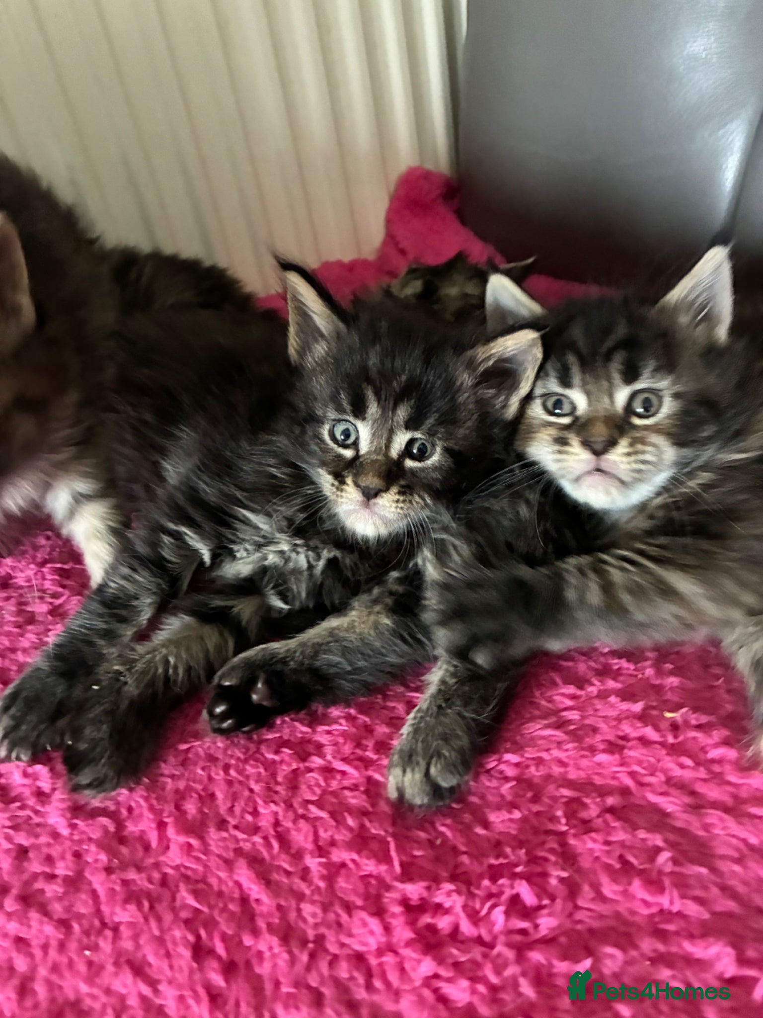 Maine Coon cats Maine coon kittens  - Advert 1