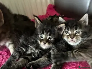 Maine Coon cats Maine coon kittens - Advert 1