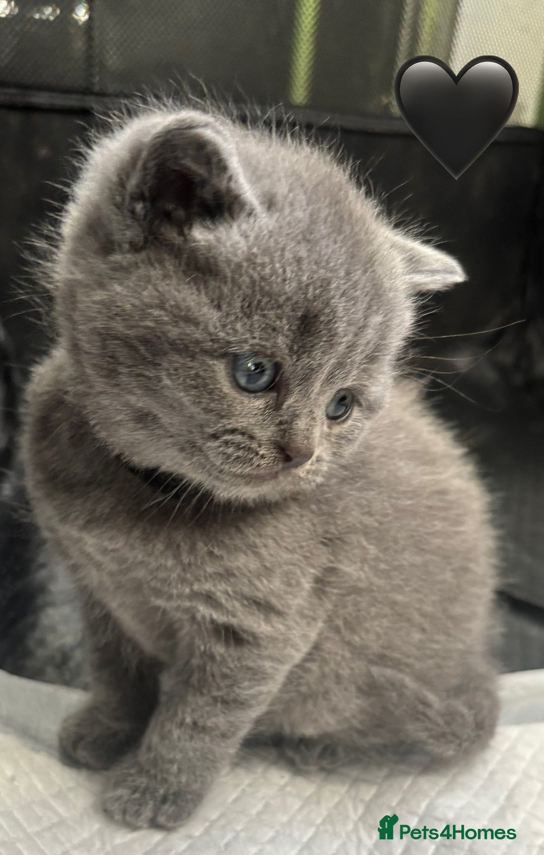 British Shorthair cats for sale: British Shorthair kittens  - Advert 6