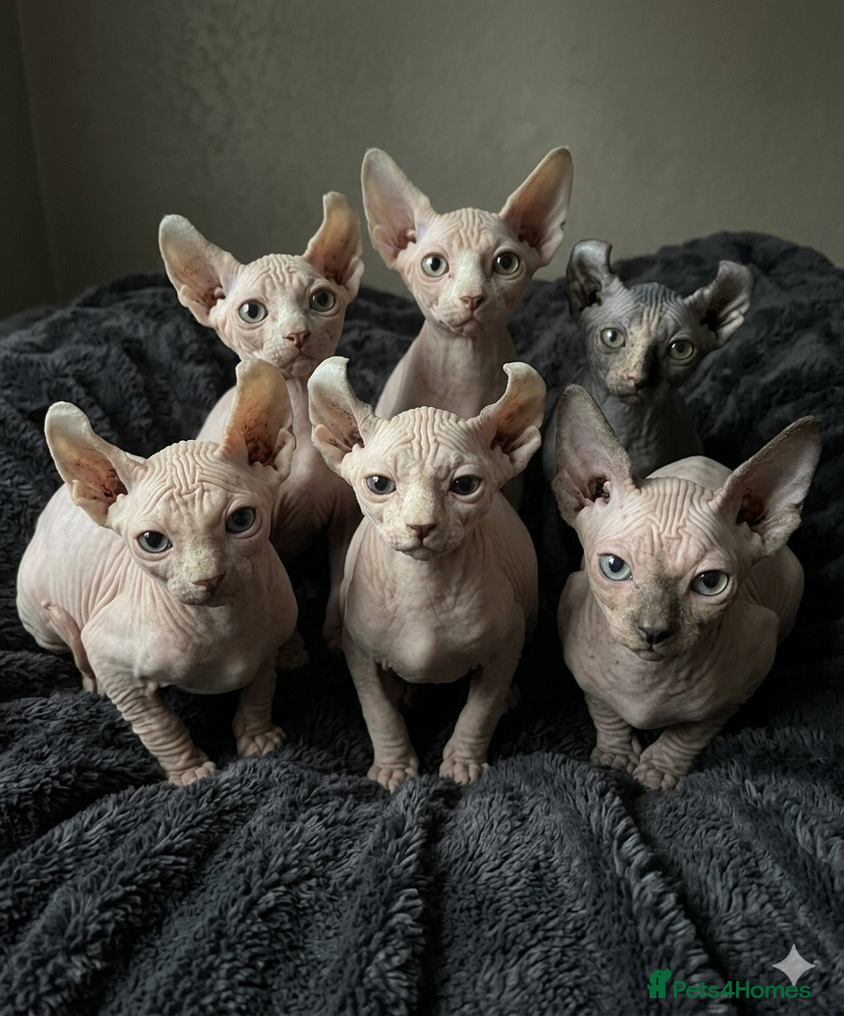 Sphynx cats READY TO LEAVE NOW! FULLBREED SPHYNX! - Advert 1