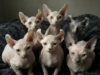 Sphynx cats READY TO LEAVE NOW! FULLBREED SPHYNX! - Advert 1