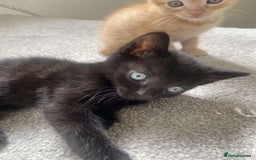Mixed Breed cats for sale: Gorgeous Cuddly black kitten  - Image 4