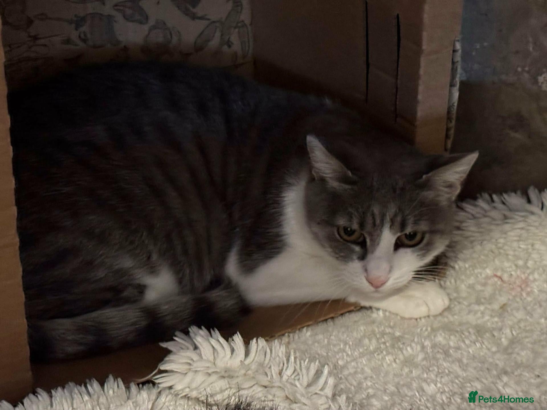 Mixed Breed cats Greta for adoption - Advert 1